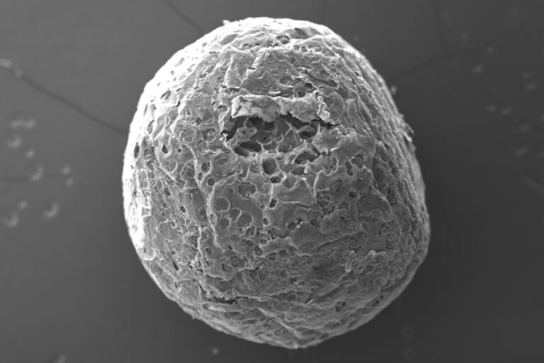 Aplicacion Biomateriales Banner - Paralab distribuye equipo de Biomaterials en España.