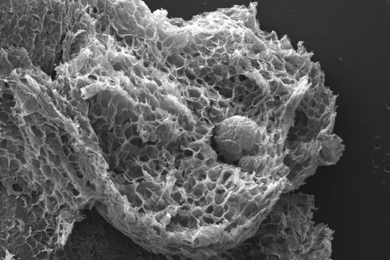 Aplicacion Biomateriales Banner - Paralab distribuye equipo de Biomaterials en España.