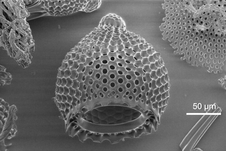 Técnica SEM Banner - Paralab distribuye equipo da gama Phenom SEM en España.