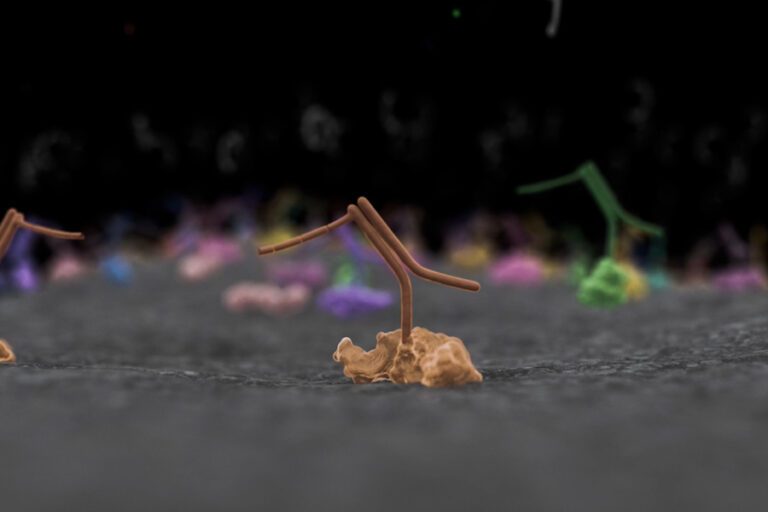 Aplicación Microscopía y Imagen Banner - Paralab distribuye equipo de microCT en España.