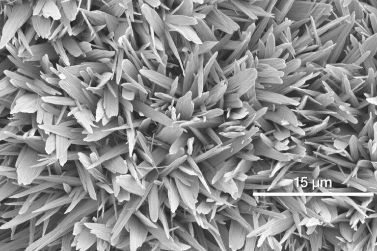 Aplicación Microscopía y Imagen Banner - Paralab distribuye equipo de microCT en España.