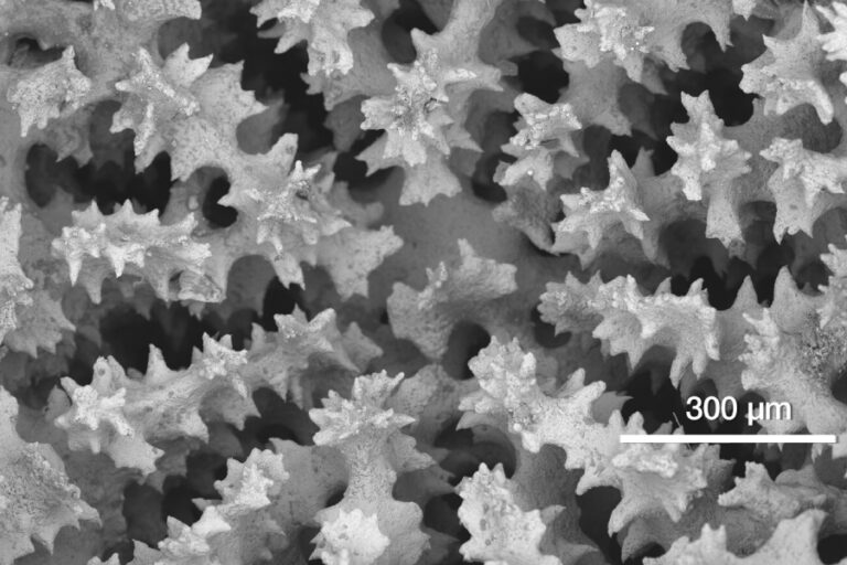 Técnica SEM Banner - Paralab distribuye equipo da gama Phenom SEM en España.