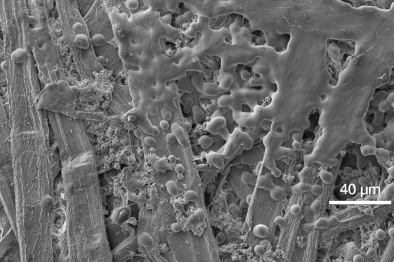 Técnica SEM Banner - Paralab distribuye equipo da gama Phenom SEM en España.