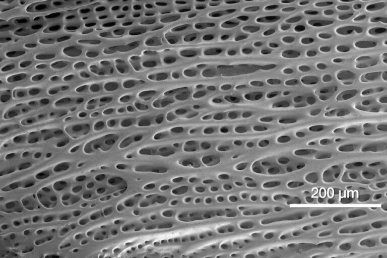 Técnica EDS Banner - Paralab distribuye equipo de energy-dispersive X-ray spectroscopy en España.